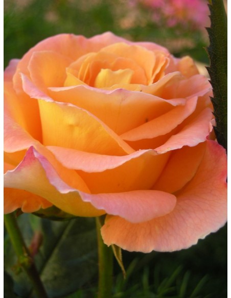 wielkokwiatowe róże rosemary harkness