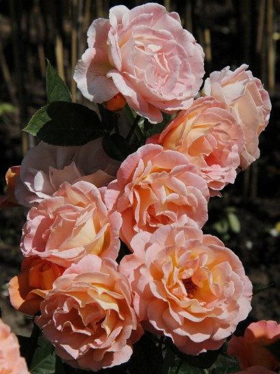 rosemary harkness wielkokwiatowe róże