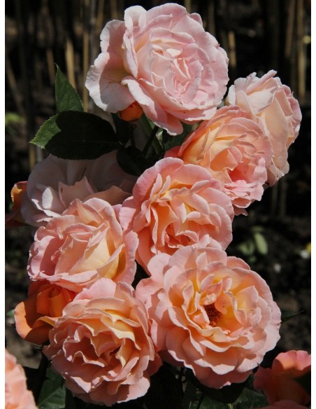 rosemary harkness wielkokwiatowe róże