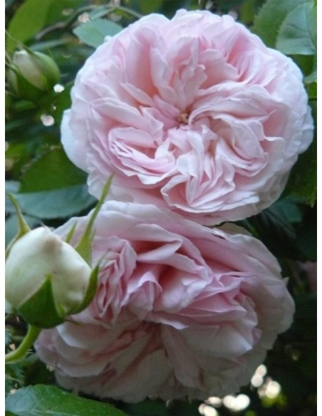 fantin latour róże stulistne