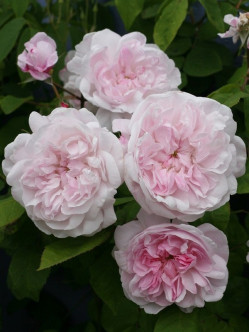 fantin latour róże stulistne jadalne