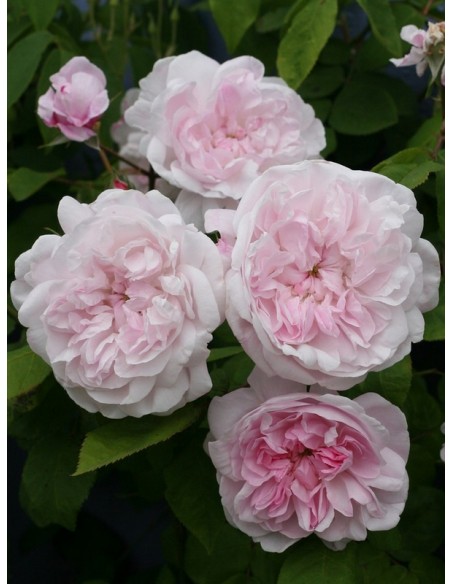 fantin latour róże stulistne jadalne