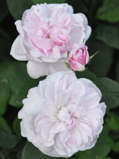 fantin latour stulistne róże