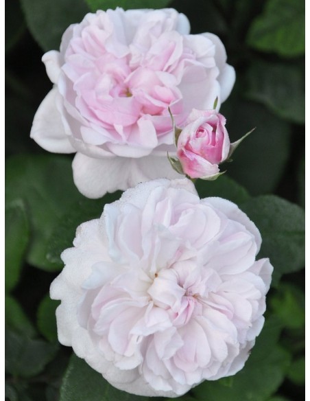 fantin latour stulistne róże