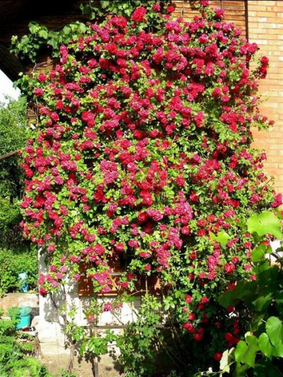 czerwone róże pnące Flammentanz