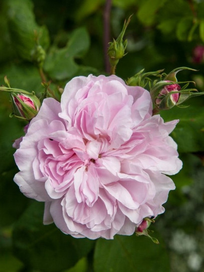 stulistne róże fantin latour