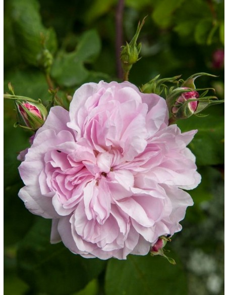 stulistne róże fantin latour