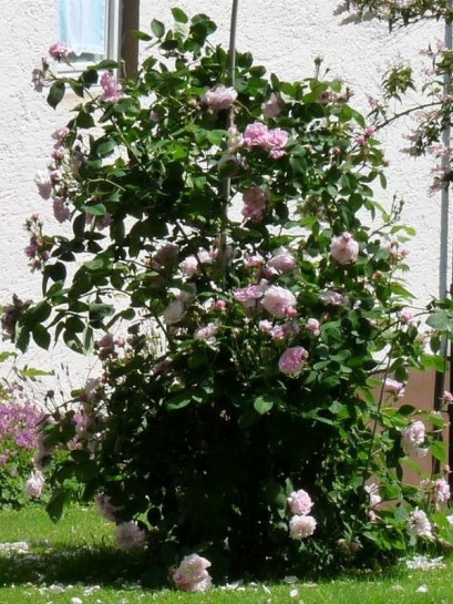 róże stulistne fantin latour