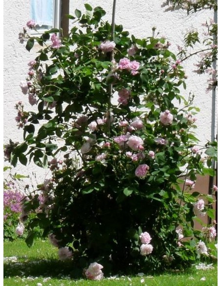 róże stulistne fantin latour