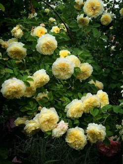 AUSwalker róze angielskie