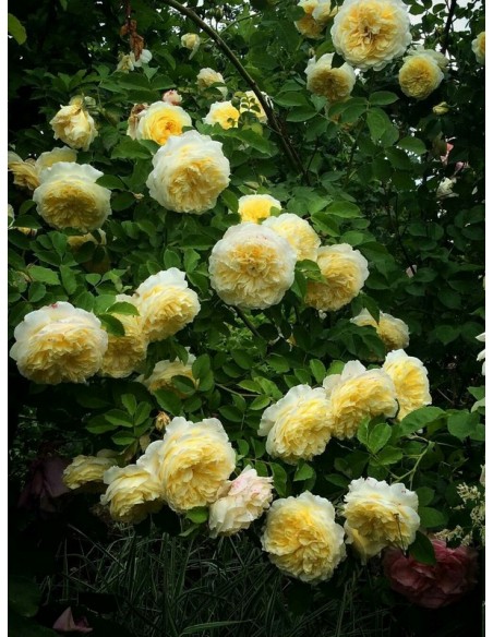 AUSwalker róze angielskie