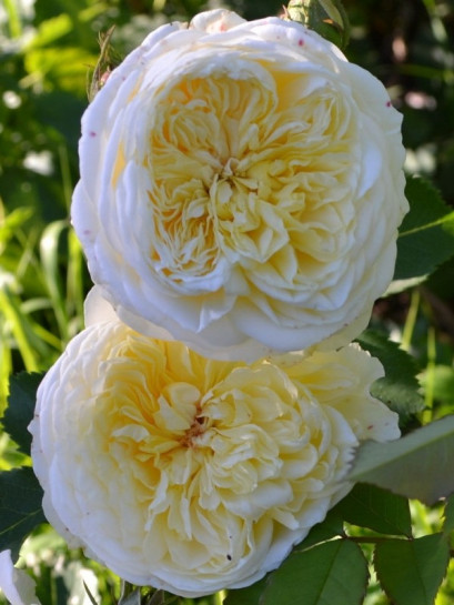 AUSwalker żółte róże angielskie