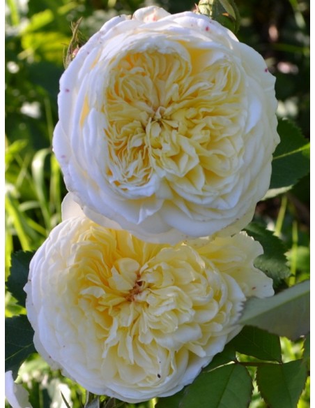 AUSwalker żółte róże angielskie