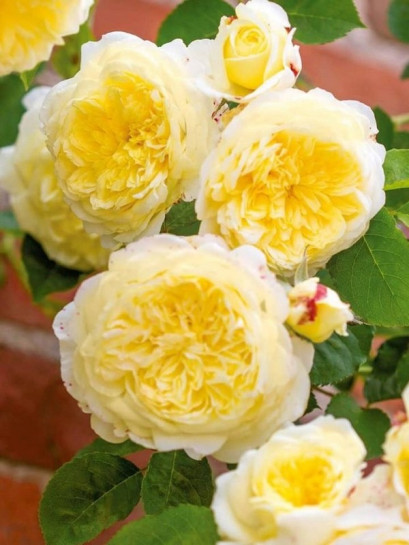 żółte róże angielskie AUSwalker