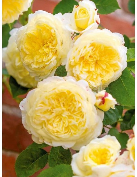 żółte róże angielskie AUSwalker