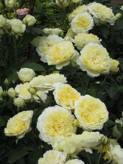 róże angielskie AUSwalker