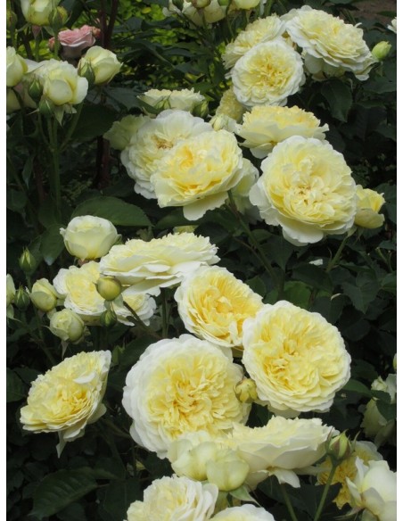 róże angielskie AUSwalker