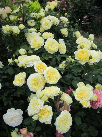 angielskie żółte róże AUSwalker