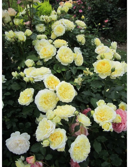 angielskie żółte róże AUSwalker