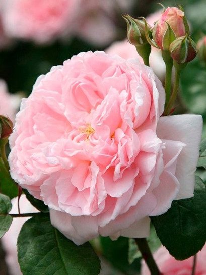 róże angielskie ausmak