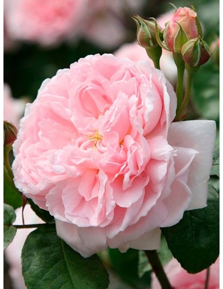 róże angielskie ausmak