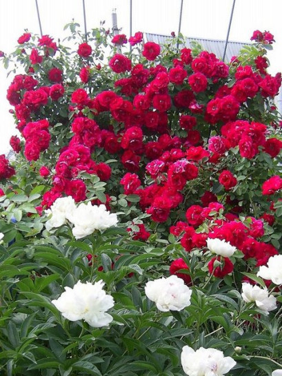 czerwone roze pnace Flamentanz 