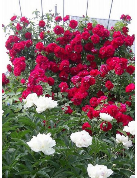 czerwone roze pnace Flamentanz 