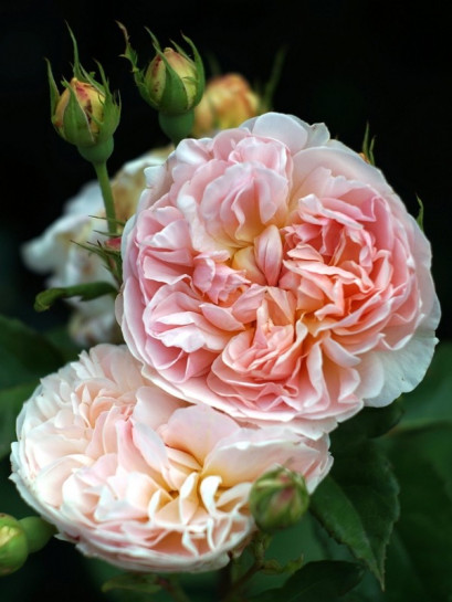 ausmak różowe róże angielskie