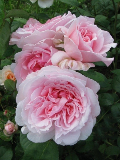 różowe róże angielskie ausmak