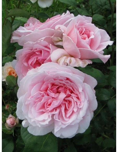 różowe róże angielskie ausmak