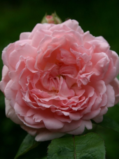 różowe angielskie róże ausmak