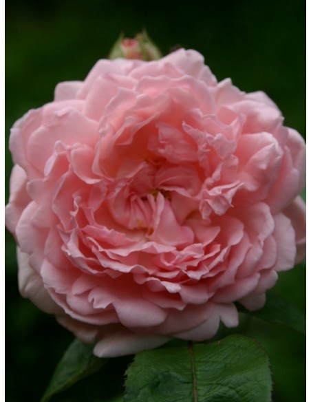 różowe angielskie róże ausmak