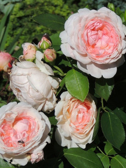 ausmak róże angielskie