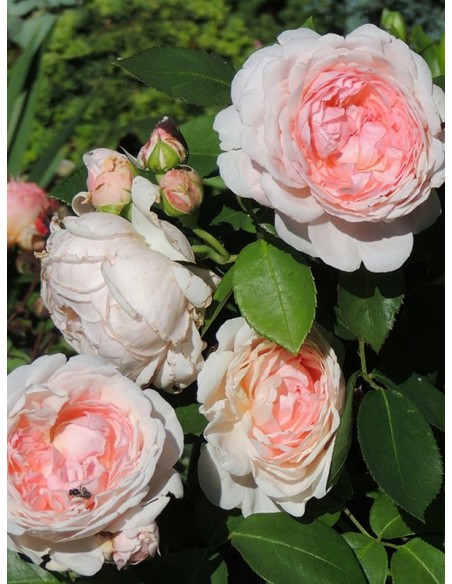 ausmak róże angielskie