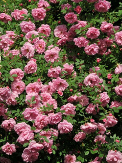 John Davis róże kanadyjskie