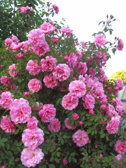 kanadyjskie róże John Davis