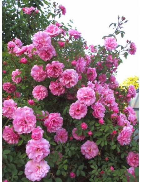 kanadyjskie róże John Davis