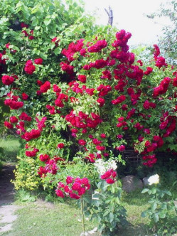 roze pnace Flamentanz 2