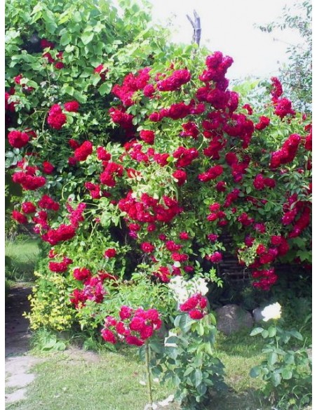 Flamentanz róże pnące