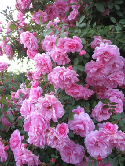 odporne kanadyjskie róże John Davis