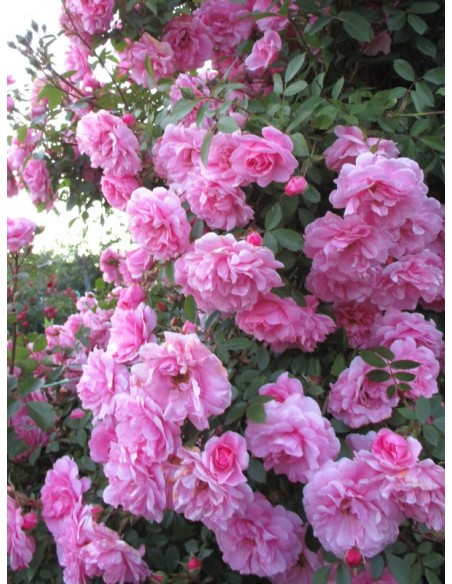 odporne kanadyjskie róże John Davis