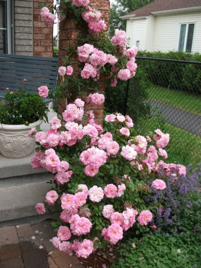 John Davis kanadyjskie róże