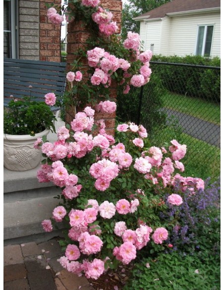 John Davis kanadyjskie róże