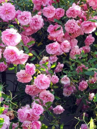 odporne róże kanadyjskie John Davis