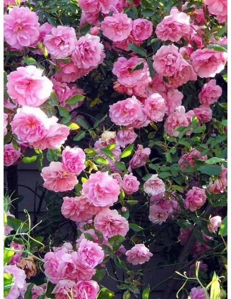 odporne róże kanadyjskie John Davis