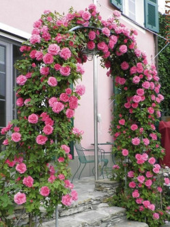 Zephirine Drouhin róże historyczne