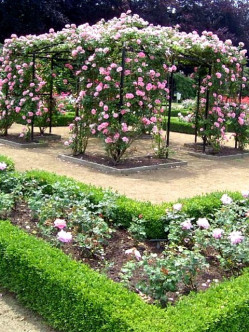 róża pnąca Bantry Bay