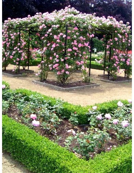 róża pnąca Bantry Bay