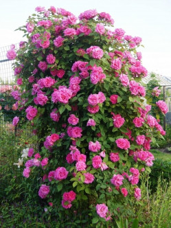 Zephirine Drouhin róże historyczne 2