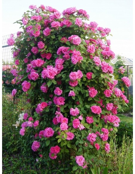 Zephirine Drouhin historyczne róże